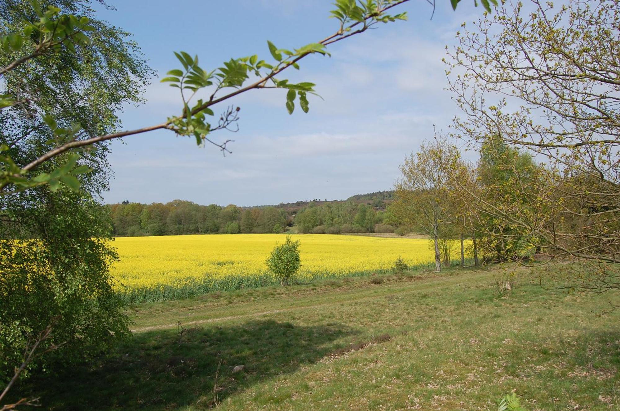 Bed and Breakfast Haus Heidetal Bispingen Esterno foto