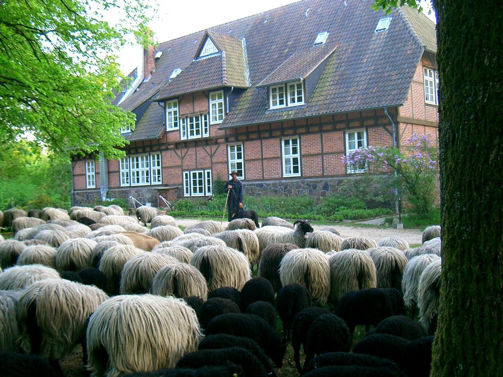 Bed and Breakfast Haus Heidetal Bispingen Esterno foto